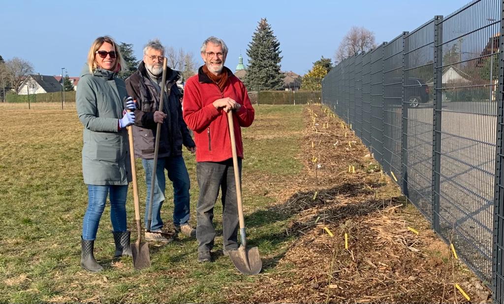 Plantation de la haie communale vers le stade