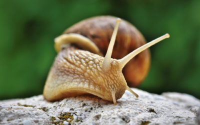 Participez à l’inventaire naturaliste