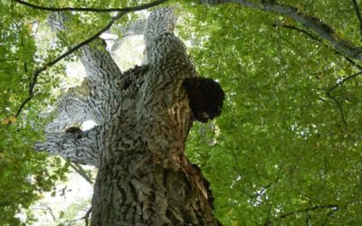 Concours photo : les arbres remarquables de chens