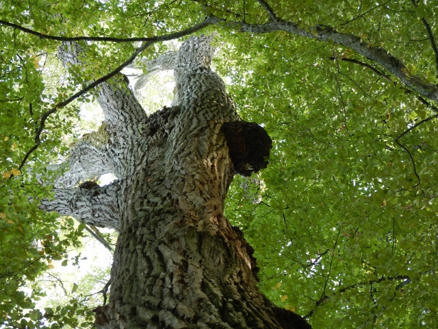 Concours photo : les arbres remarquables de chens