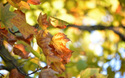 Sortie arbres remarquables : retour en images