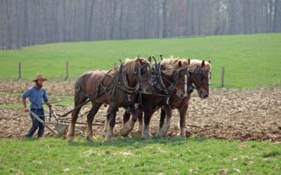 Plantation d’une haie communale