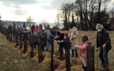 La haie plantée par les enfants de l’école