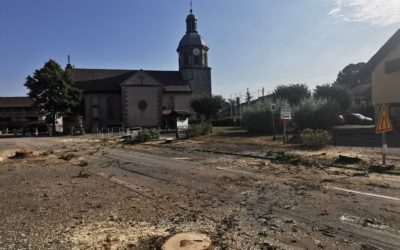Malgré plus de 1000 signatures, les marronniers ont été abattus